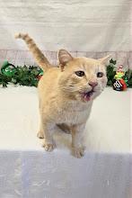 Enlarge Jude, a Adoptable Domestic Short Hair in Red Wing, MN image 2/5