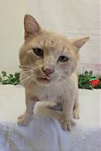 Enlarge Jude, a Adoptable Domestic Short Hair in Red Wing, MN image 4/5