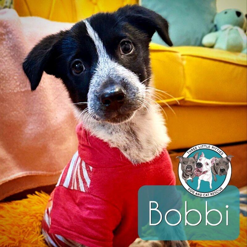 Dog for adoption - Bobbi the Fluffy Laundry Basket Napper, a Cattle Dog ...