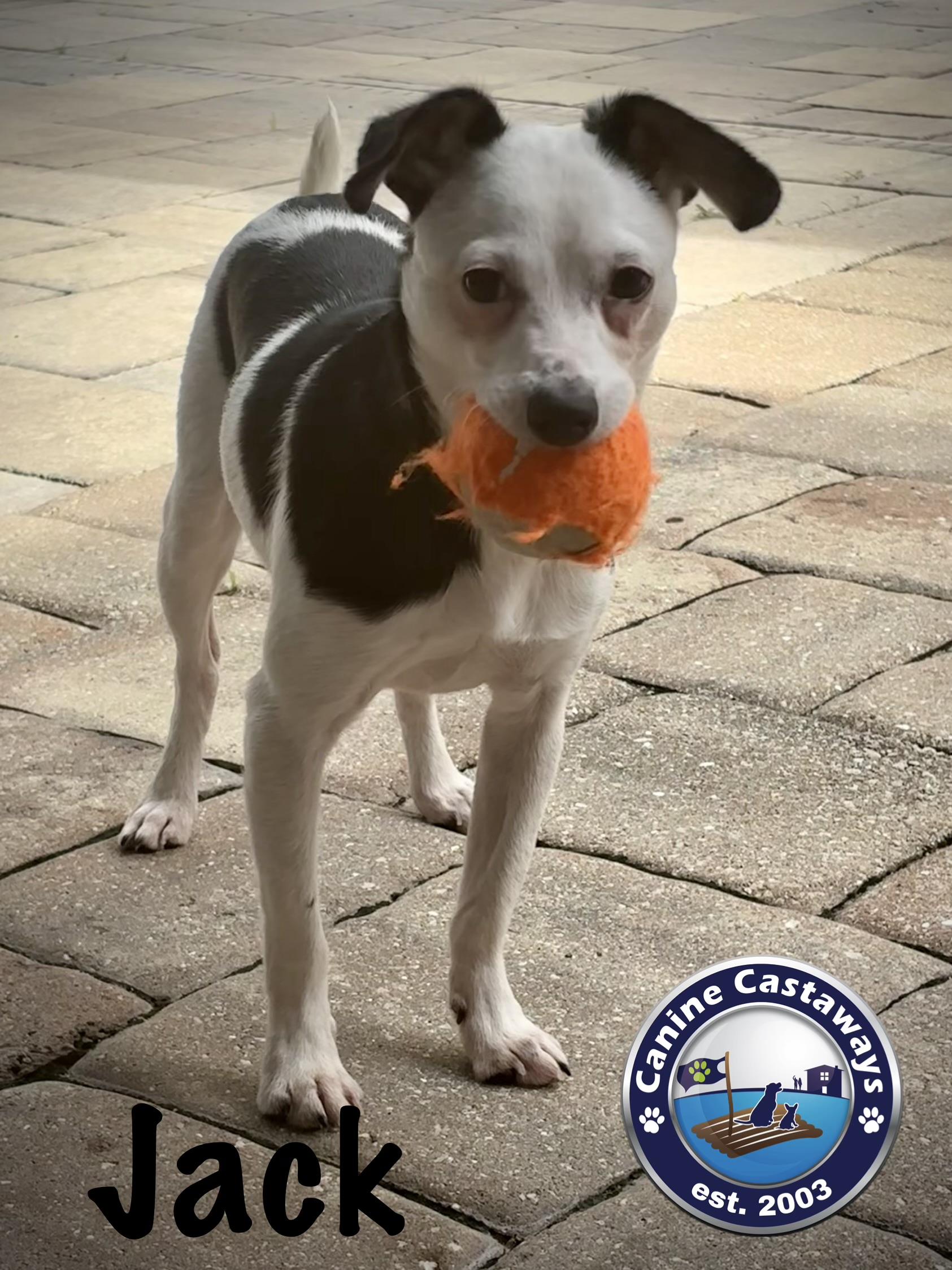 Jack, a ADOPTABLE mixed breed in Arcadia, FL image 2/5