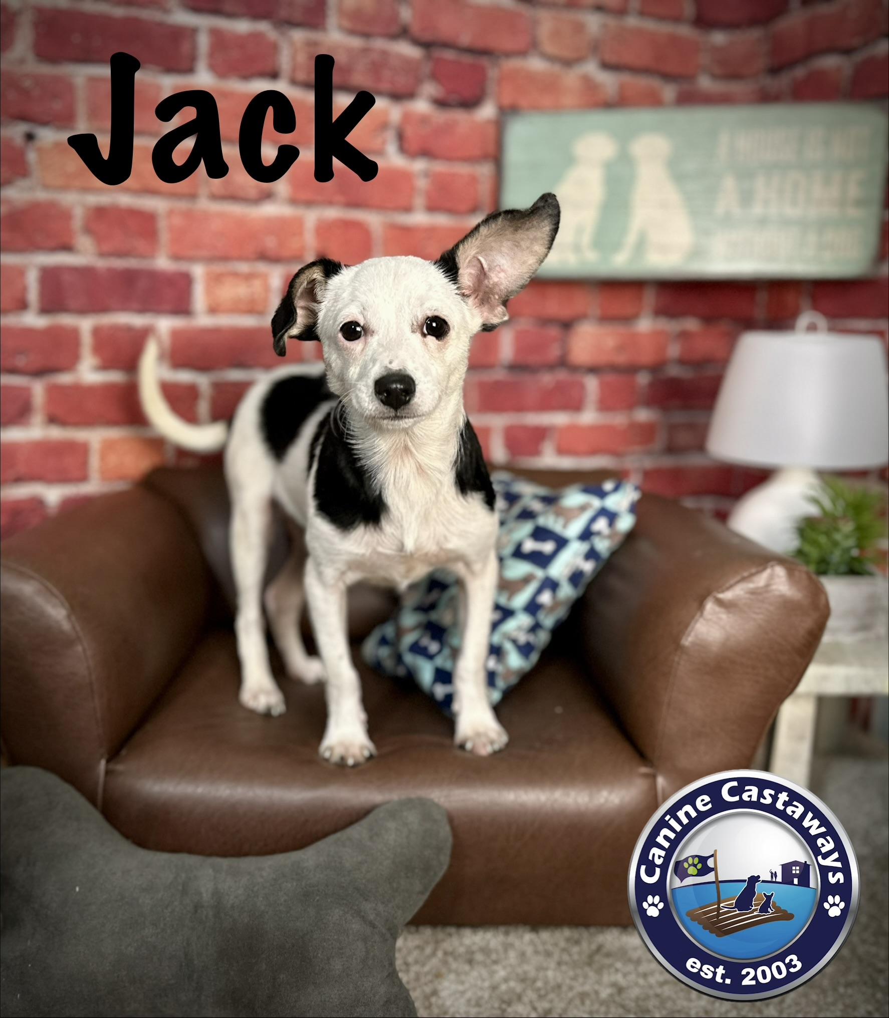 Jack, a ADOPTABLE mixed breed in Arcadia, FL image 4/4