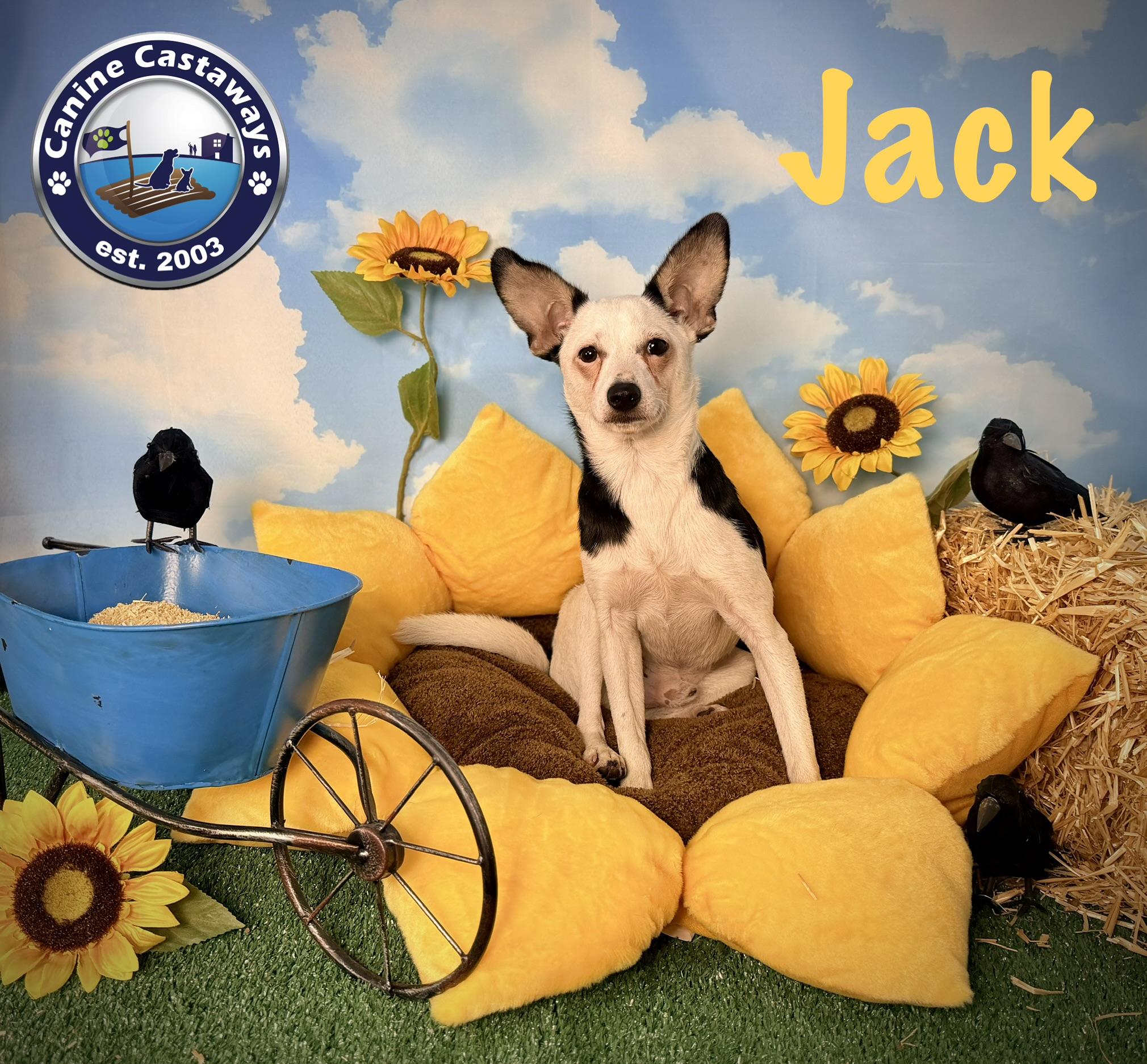 Enlarge Jack, a ADOPTABLE mixed breed in Sarasota, FL image 2/5