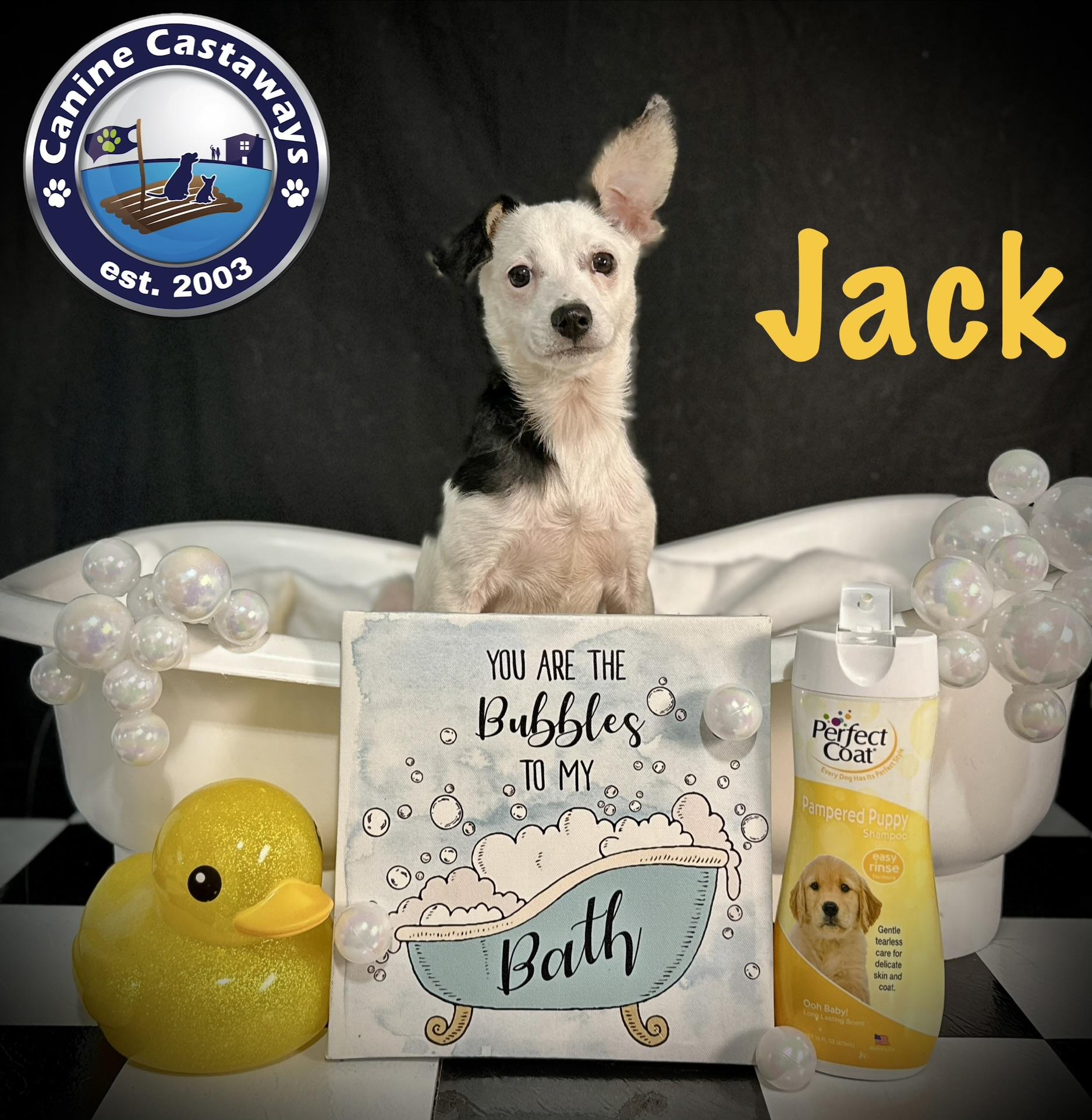 Jack, a ADOPTABLE mixed breed in Arcadia, FL image 3/4