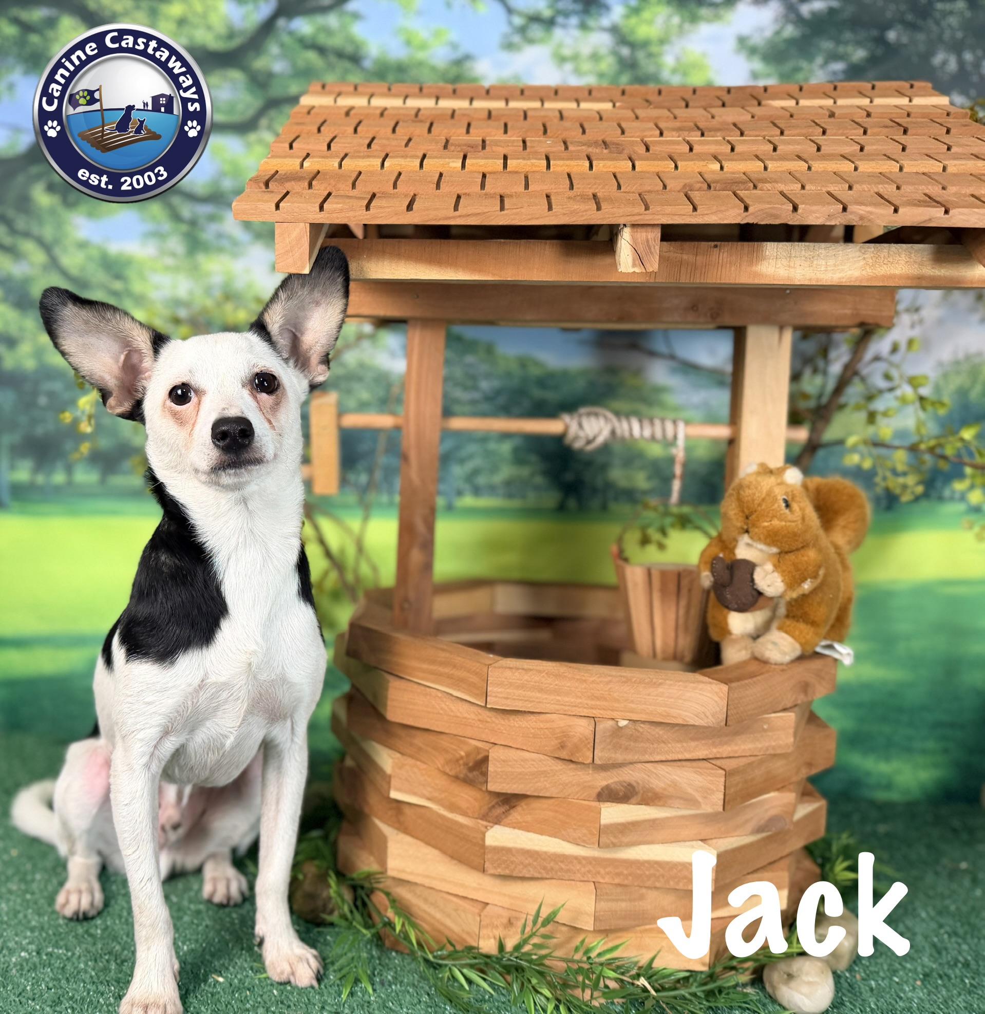 Jack, ADOPTABLE, Young Male Toy Fox Terrier & Chihuahua.