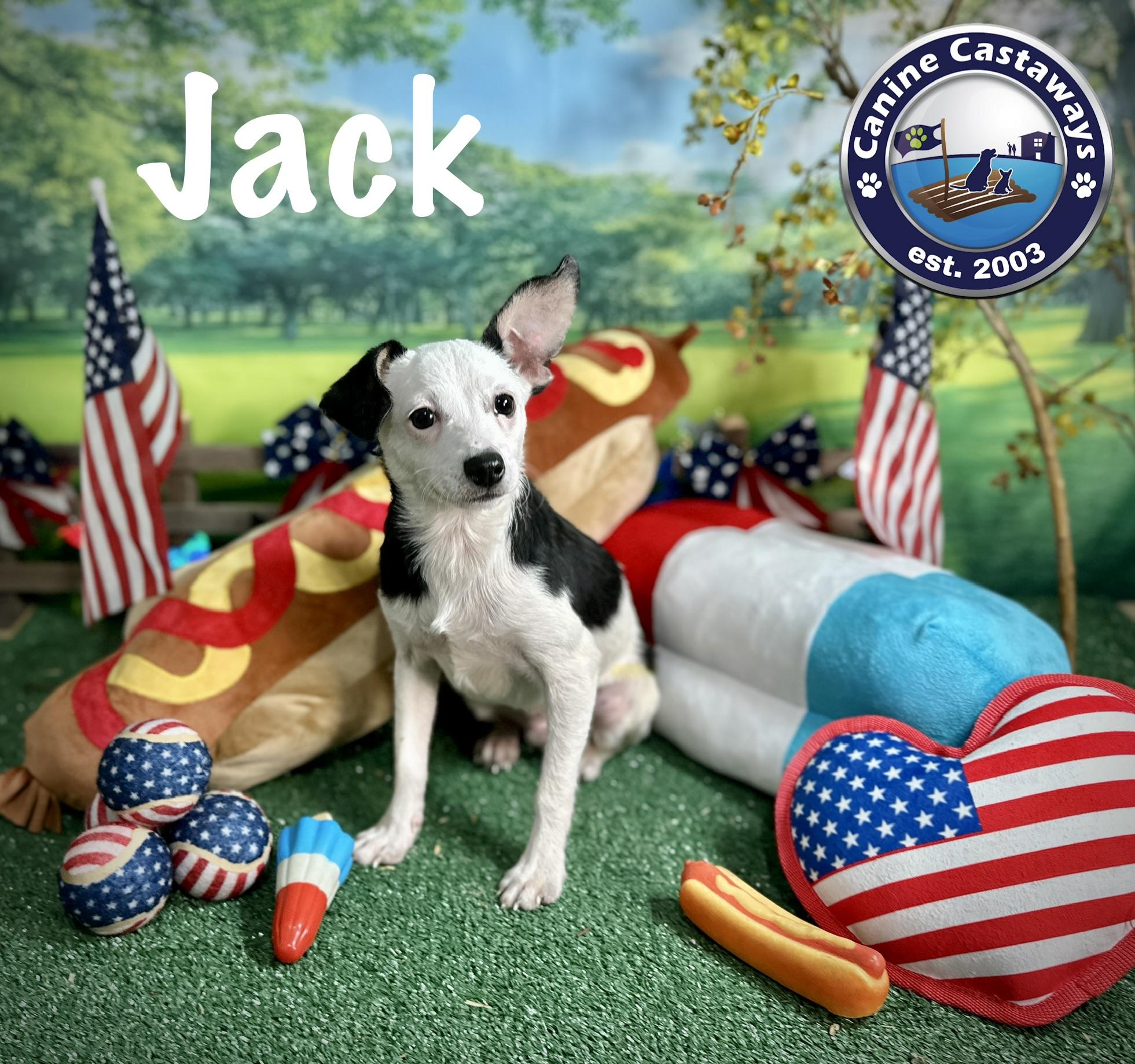Jack, a ADOPTABLE mixed breed in Arcadia, FL image 2/4