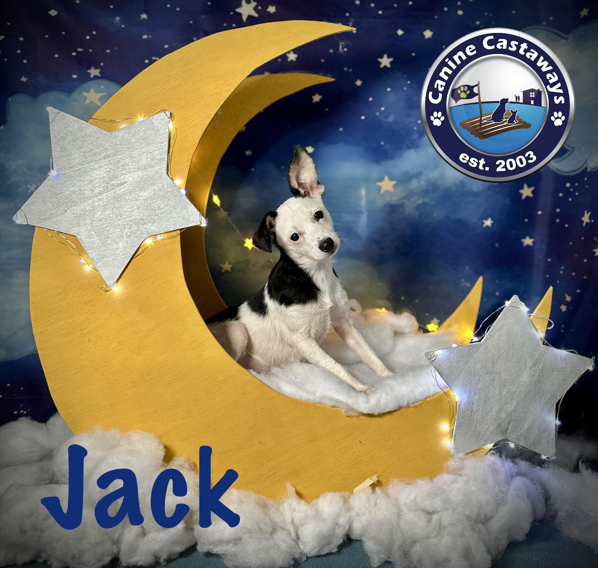 Jack, ADOPTABLE, Puppy Male Chihuahua & Terrier.