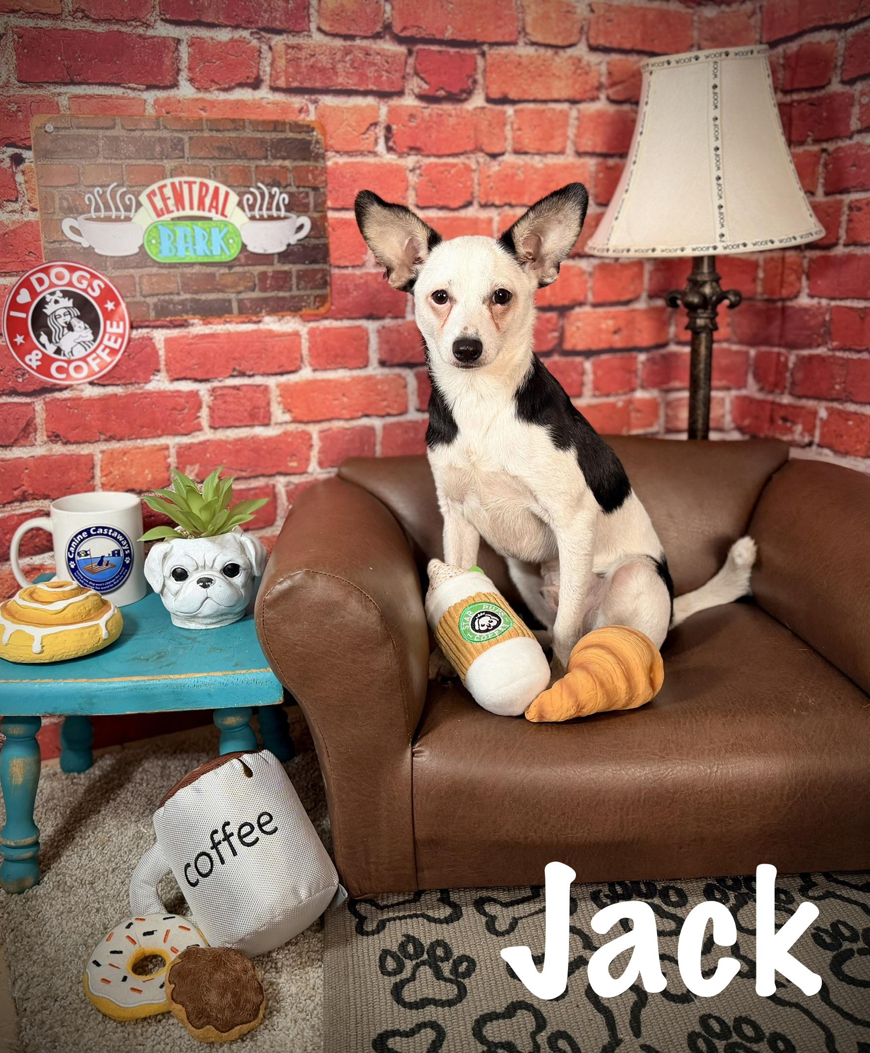 Enlarge Jack, a ADOPTABLE mixed breed in Sarasota, FL image 4/5