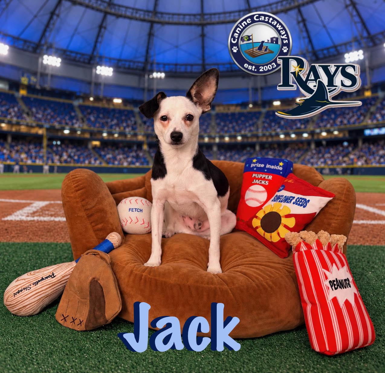 Jack, Adoptable, Young Male Toy Fox Terrier & Chihuahua.