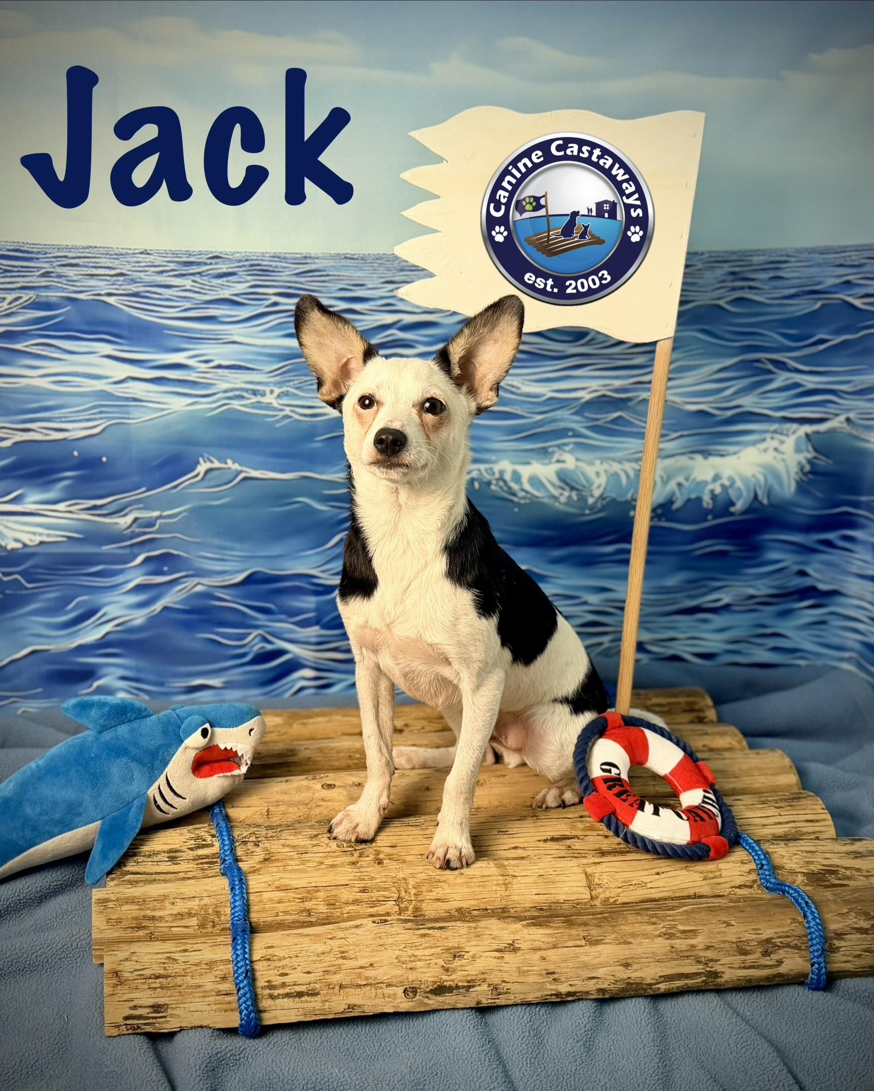 Enlarge Jack, a ADOPTABLE mixed breed in Sarasota, FL image 3/5