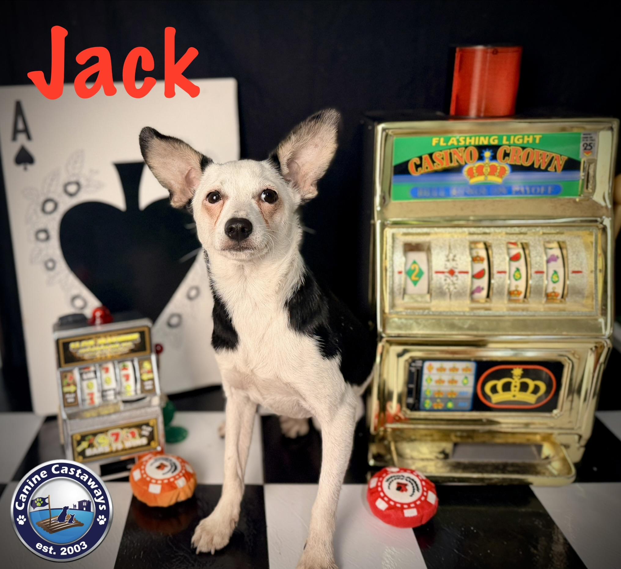 Enlarge Jack, a ADOPTABLE mixed breed in Sarasota, FL image 5/5