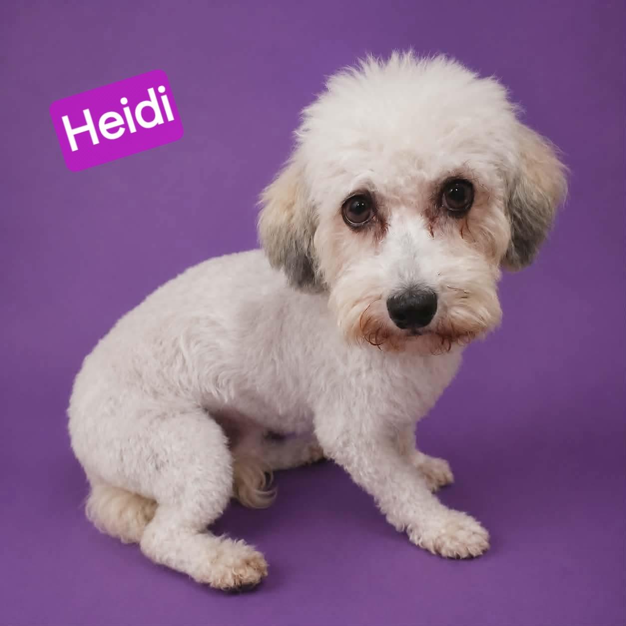 Enlarge Heidi, a Adoptable mixed breed in Wheelersburg, OH image 1/2