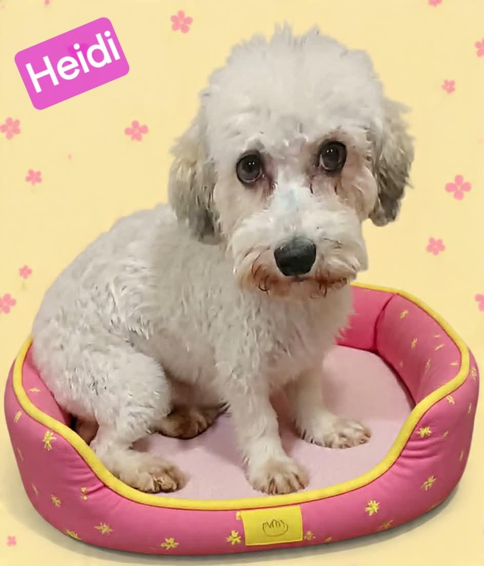 Enlarge Heidi, a Adoptable mixed breed in Wheelersburg, OH image 2/2