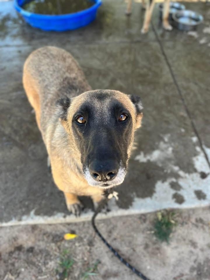 Razzle - Sweet Pup Saved in the Nick of Time Needs Home, ADOPTABLE, Young Female German Shepherd Dog.