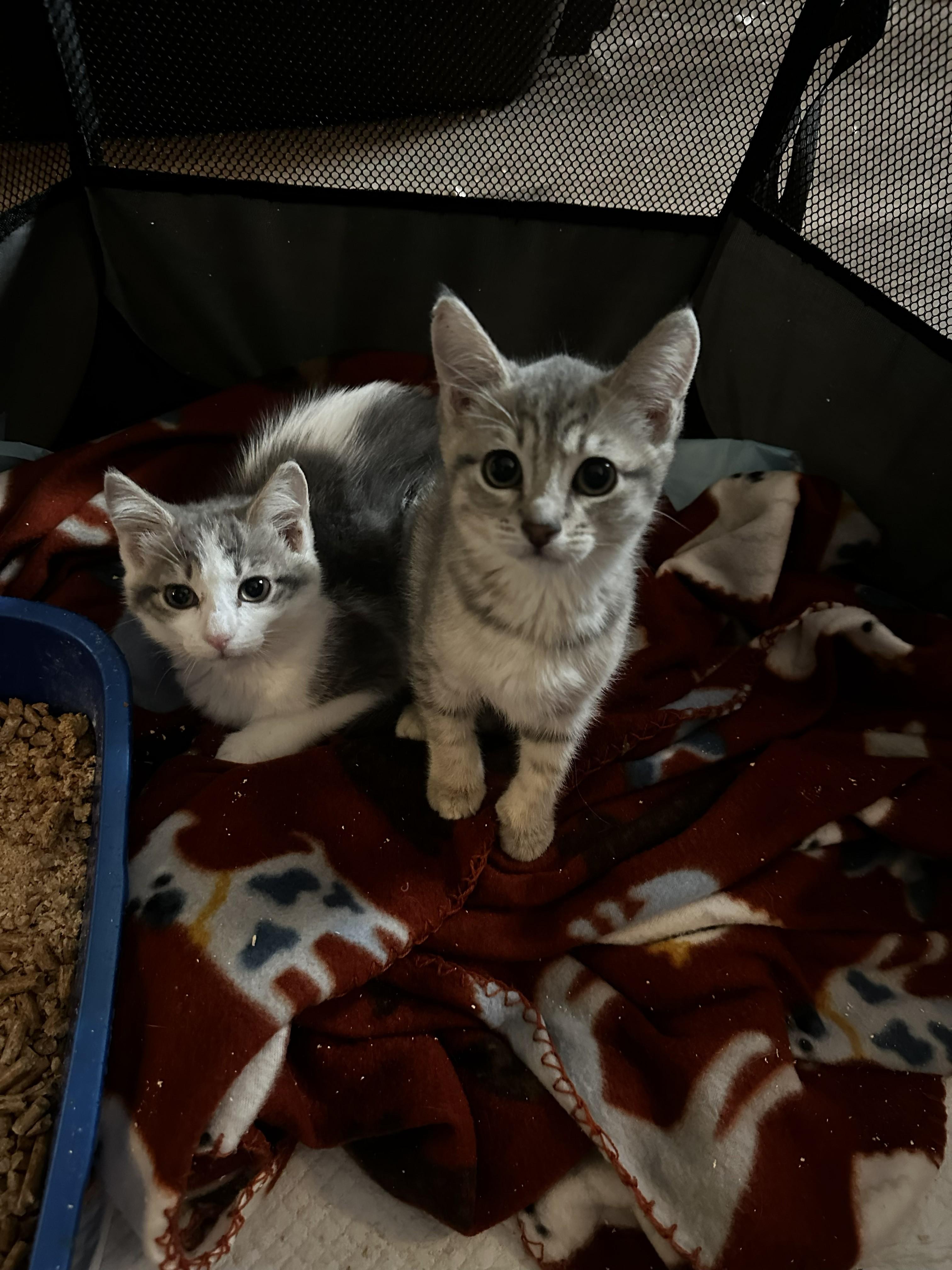 Mochi and Baked Alaska, adopted, Kitten Male Domestic Short Hair.