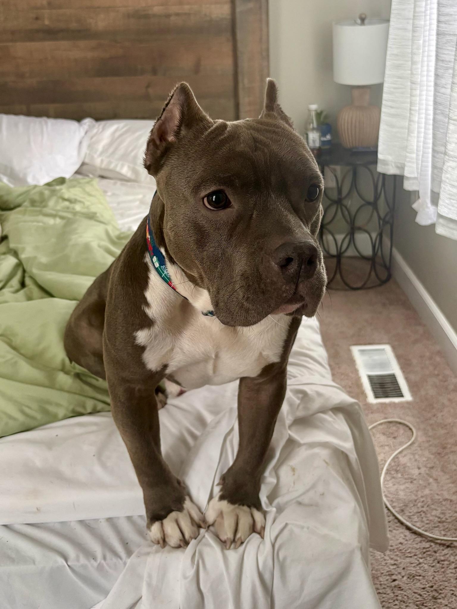 Enlarge Christmas , a Adoptable Mixed Breed in Providence, RI image 4/5