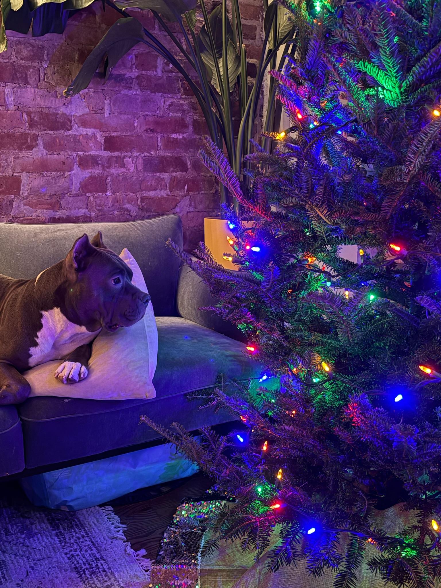 Enlarge Christmas , a Adoptable Mixed Breed in Providence, RI image 3/5