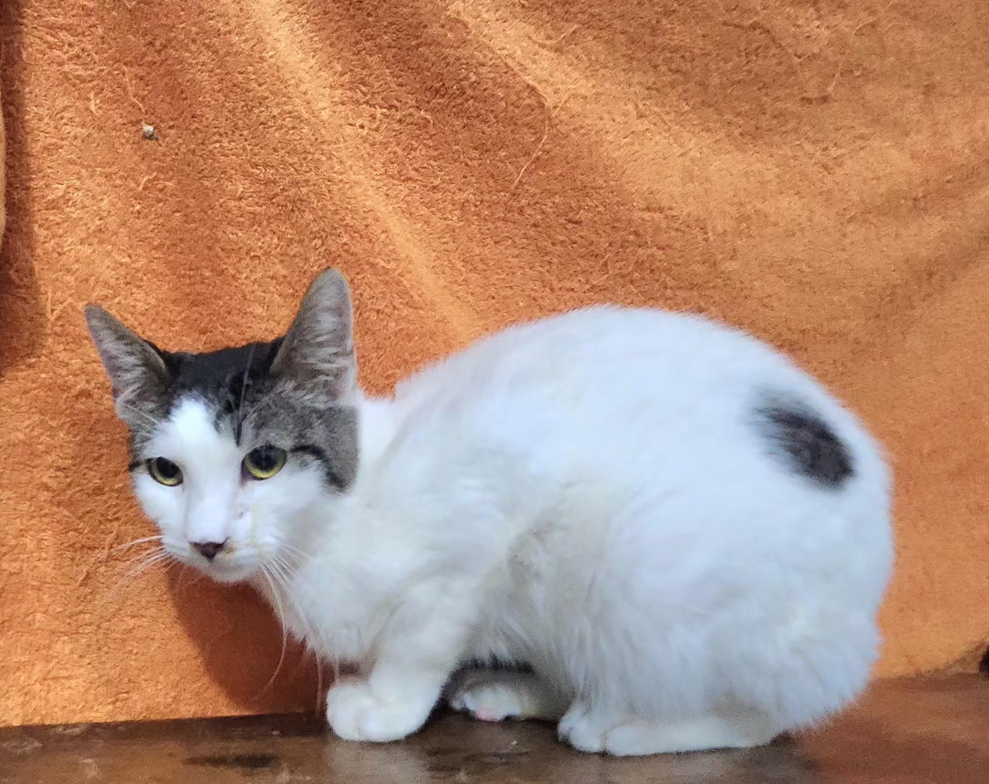 Adolfo, a Adoptable Domestic Short Hair in Long Beach, CA image 1/3