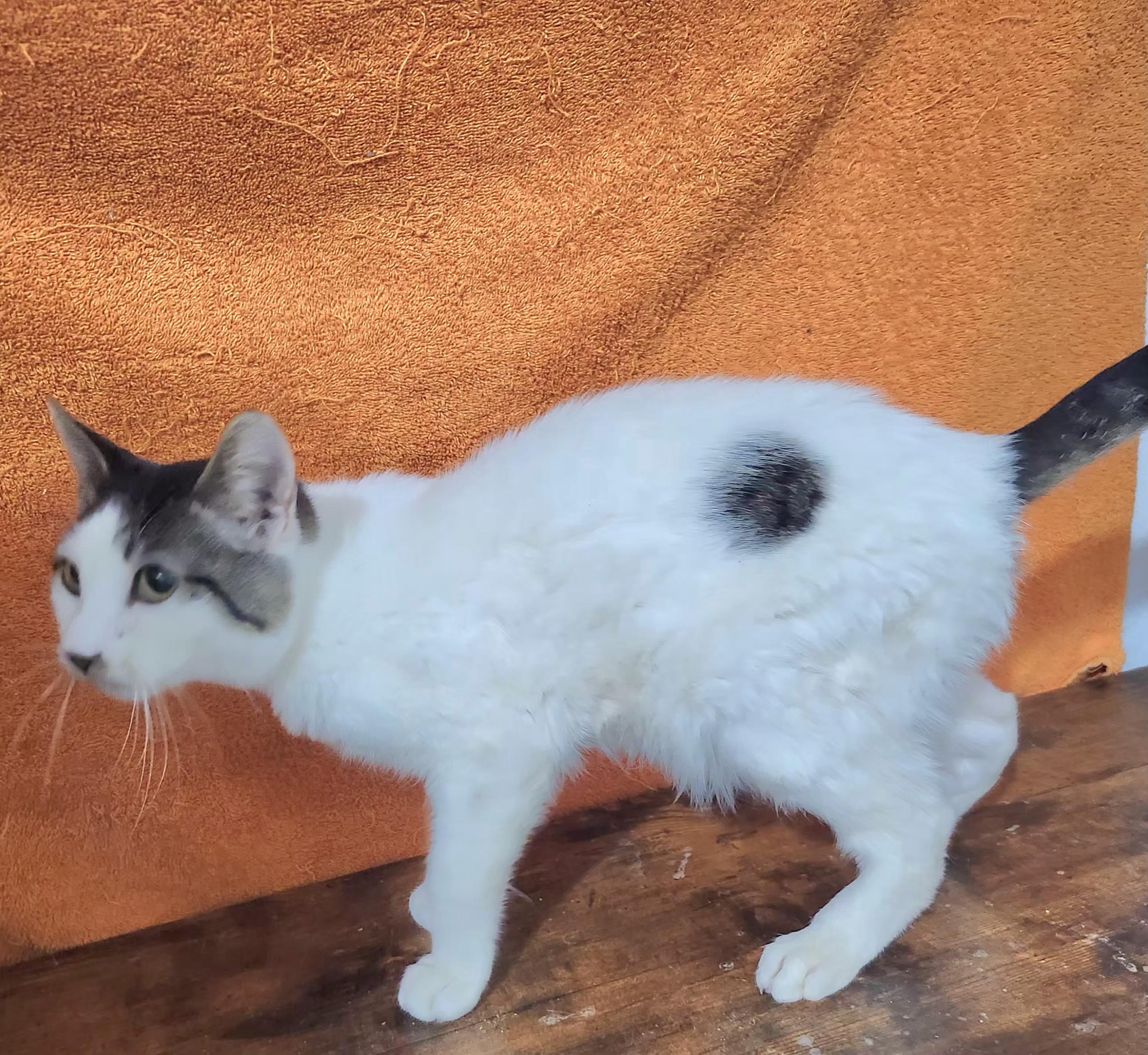 Adolfo, Adoptable, Young Male Domestic Short Hair.