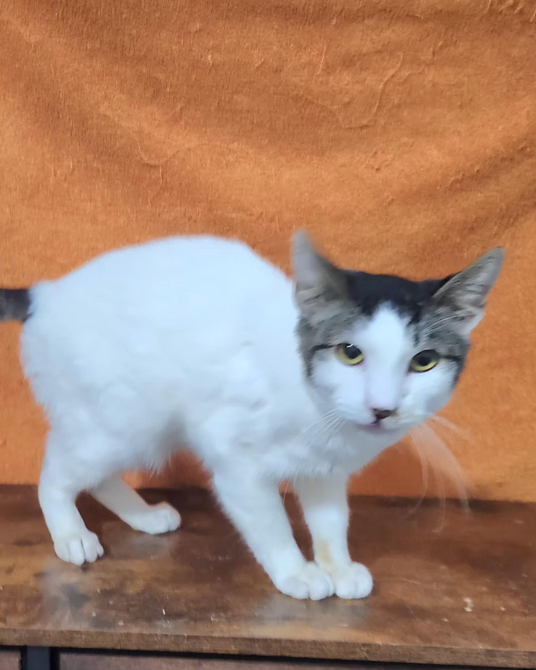 Adolfo, a Adoptable Domestic Short Hair in Long Beach, CA image 3/3