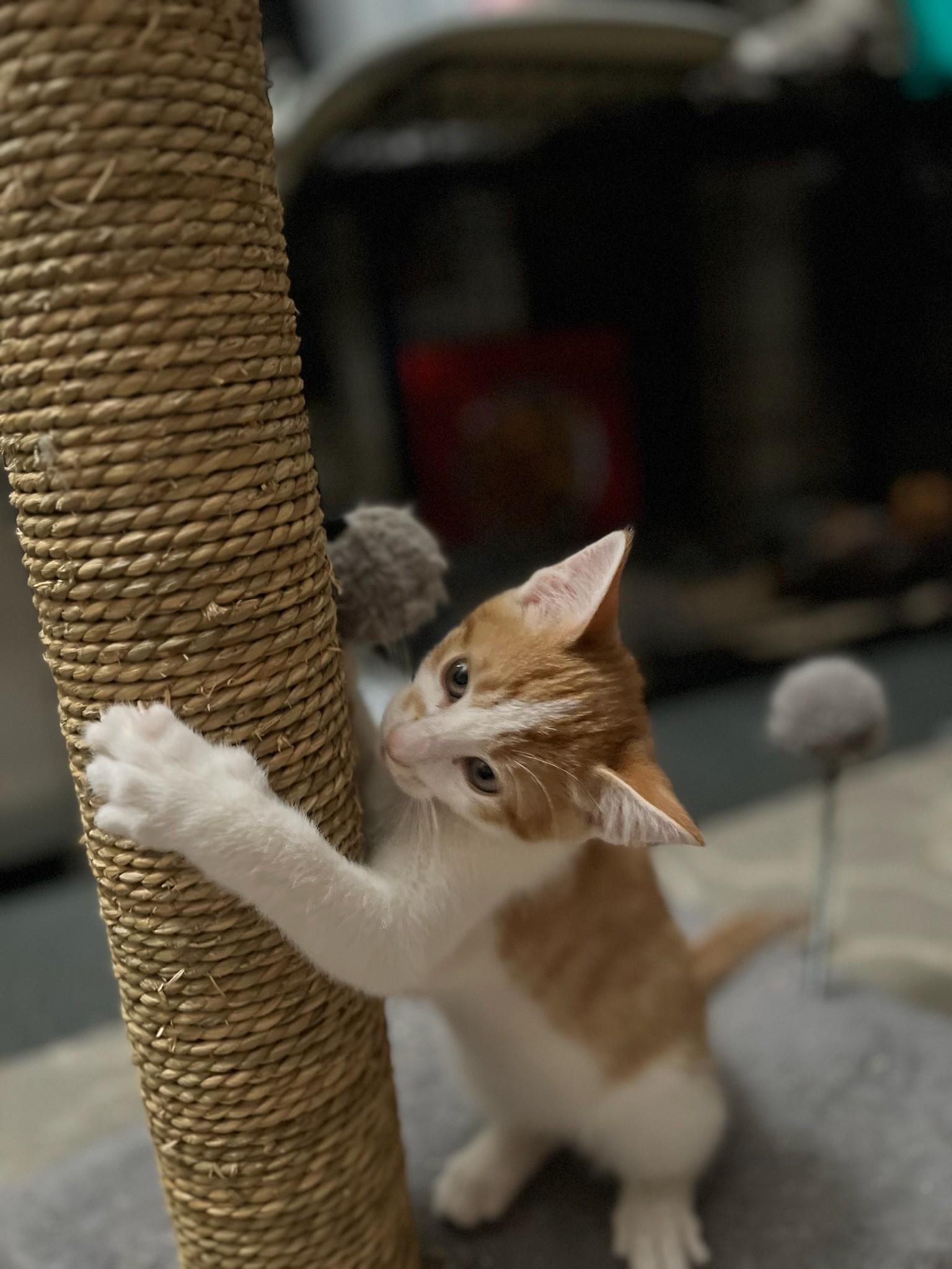 Crazy Steve, ADOPTABLE, Young Male Domestic Short Hair.