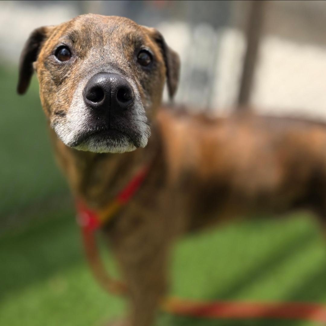 MAX, Adult Male Mixed Breed