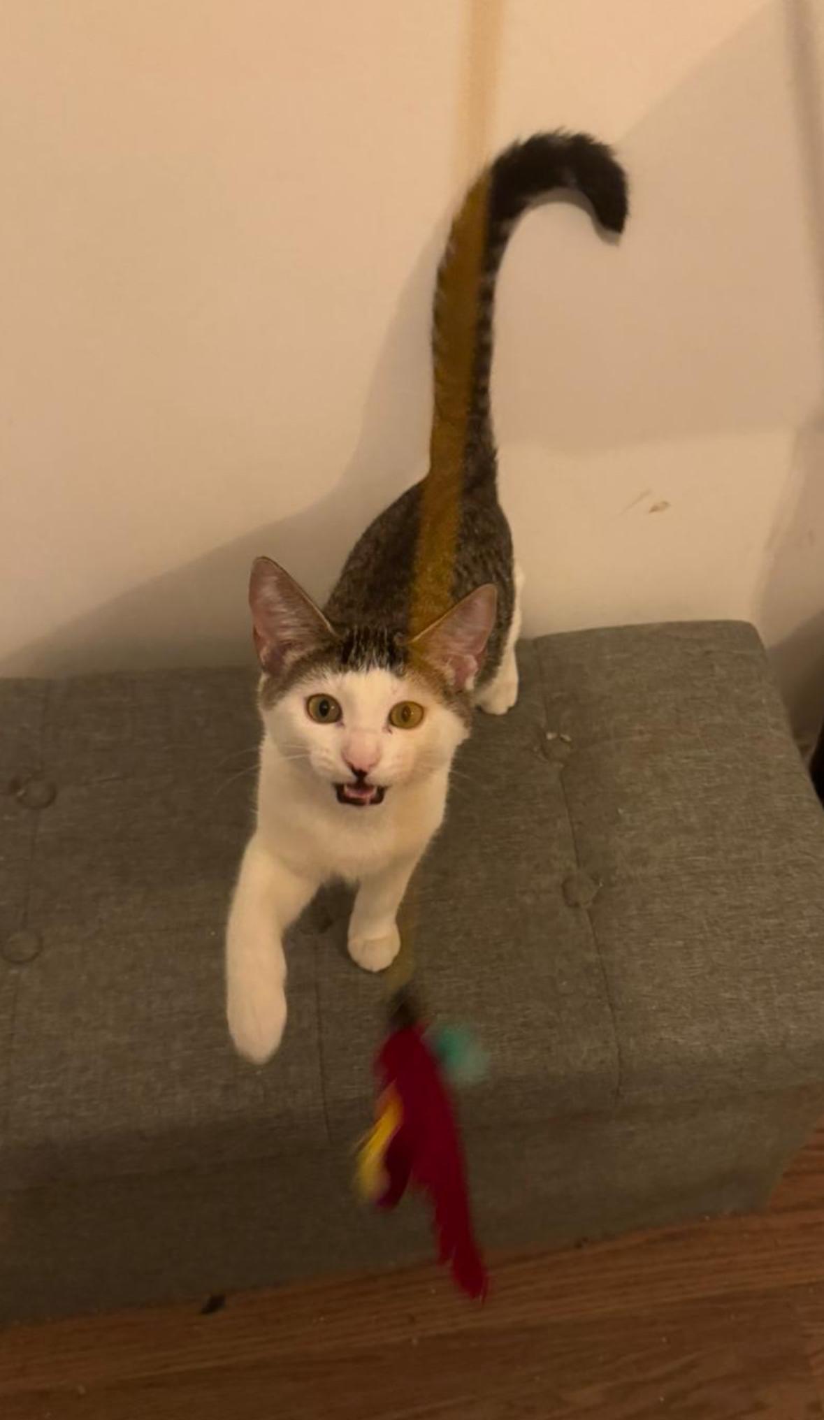 Enlarge Muazze, a Adoptable Domestic Short Hair in Miami, FL image 5/6