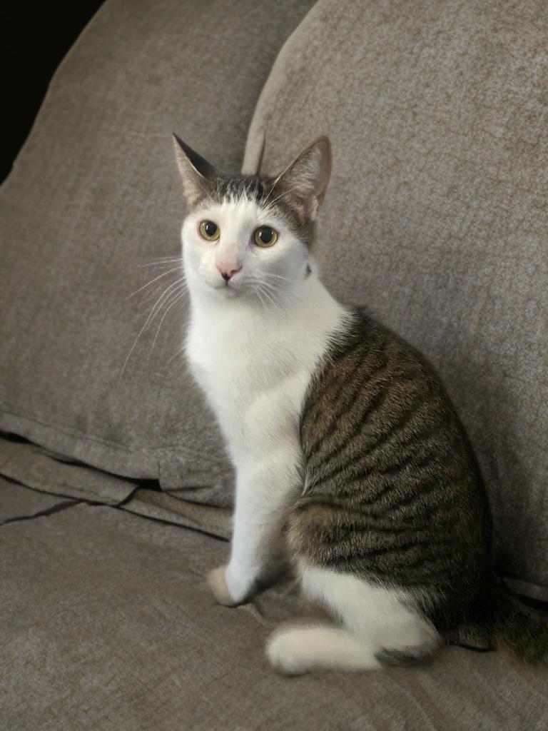 Muazze, Adoptable, Young Male Domestic Short Hair.