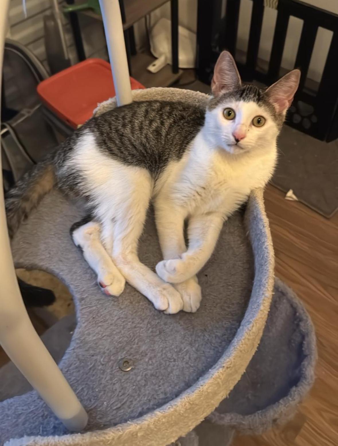 Enlarge Muazze, a Adoptable Domestic Short Hair in Miami, FL image 4/6