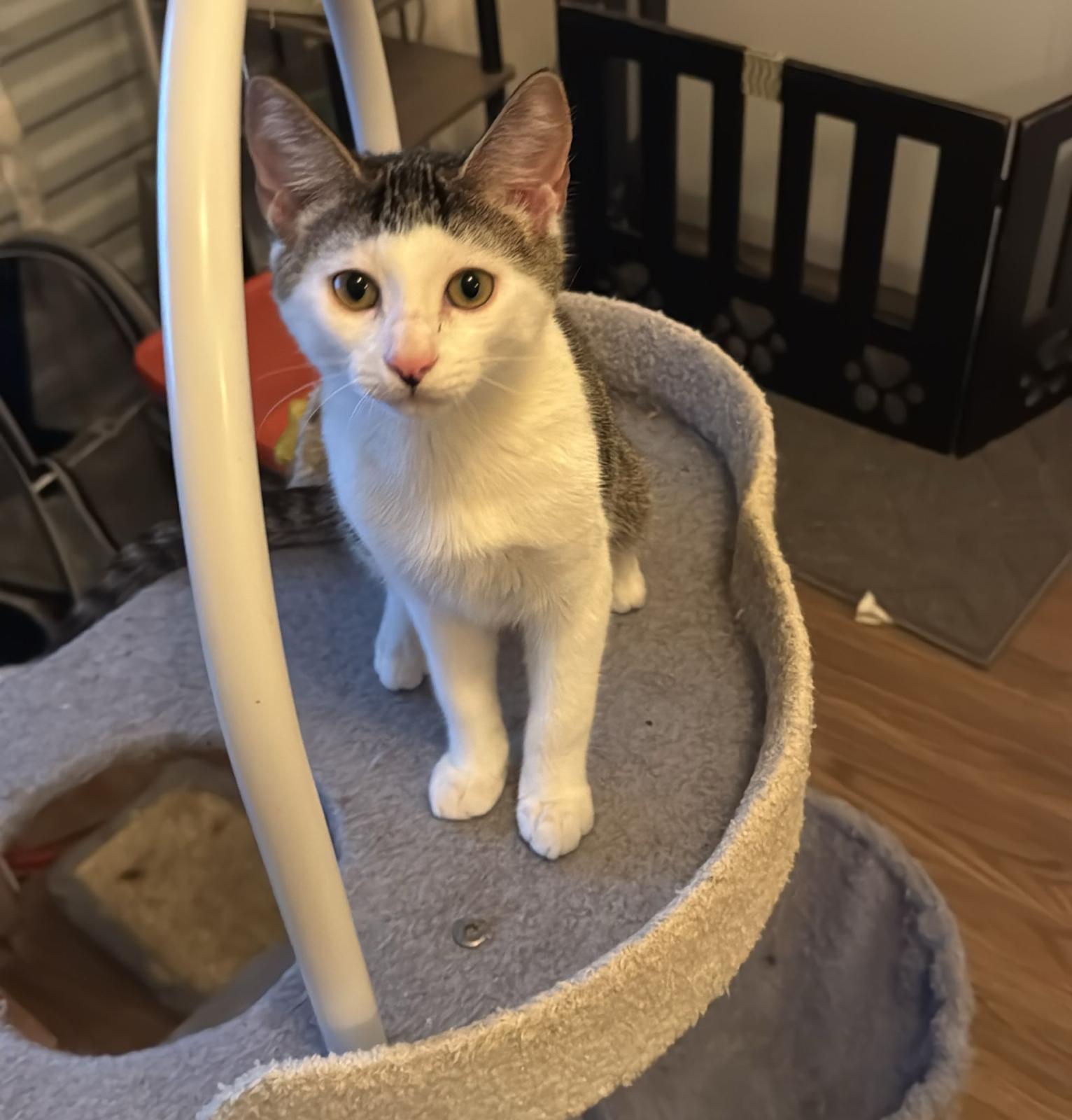 Muazze, Adoptable, Young Male Domestic Short Hair.