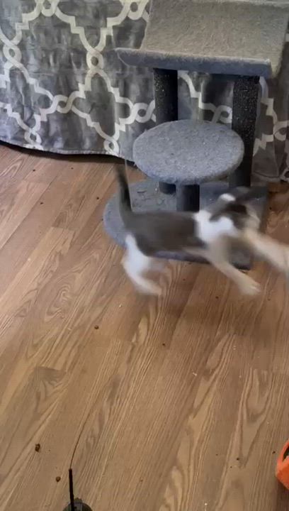 Enlarge Muazze, a Adoptable Domestic Short Hair in Miami, FL video 3/6