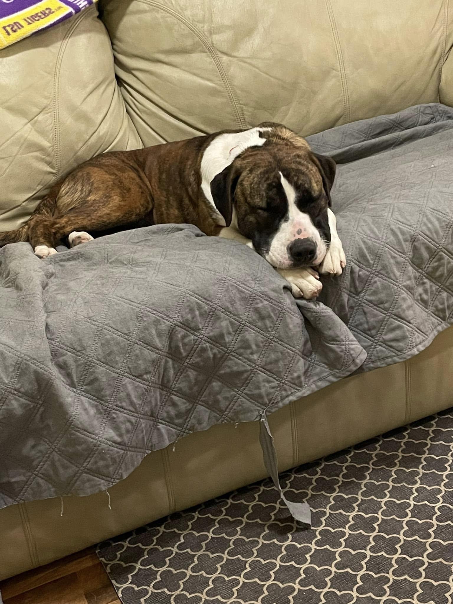 Jaylan - Super sweet and Smushy!, a Adoptable mixed breed in Oakhurst, NJ image 2/3