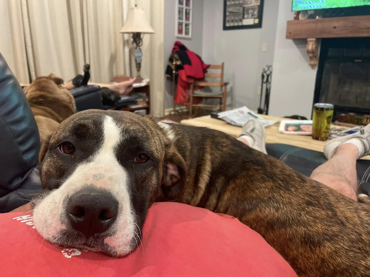 Jaylan - Super sweet and Smushy!, a Adoptable mixed breed in Oakhurst, NJ image 3/3