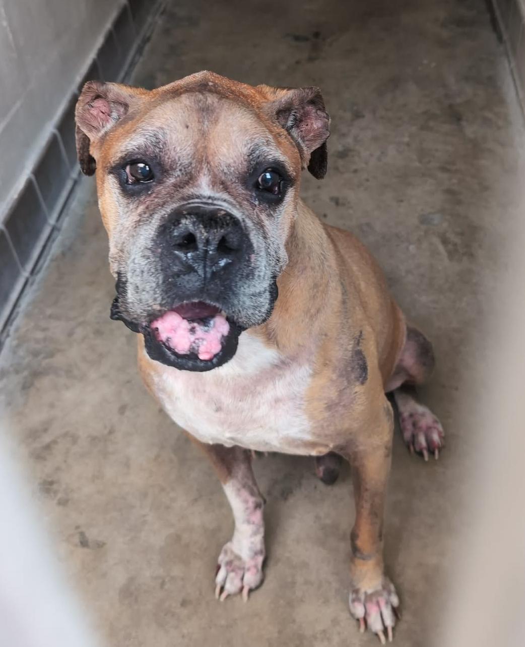 Brian F26-005, a Adopted Boxer in Crestview, FL image 1/3