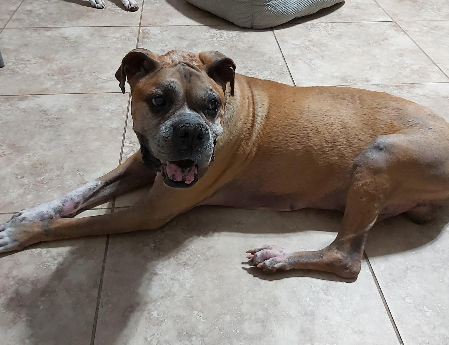 Brian F26-005, a Adopted Boxer in Crestview, FL image 2/3