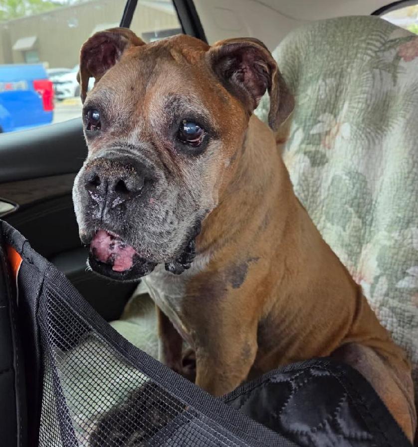 Brian F26-005, a Adopted Boxer in Crestview, FL image 3/3