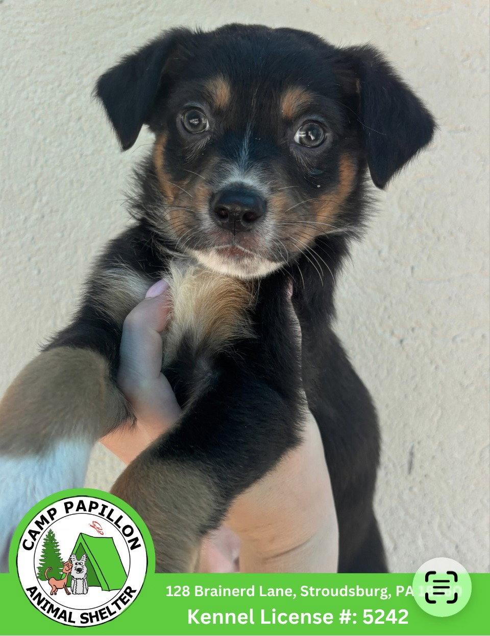 Enlarge Doc, a Adoptable mixed breed in Stroudsburg, PA image 1/1