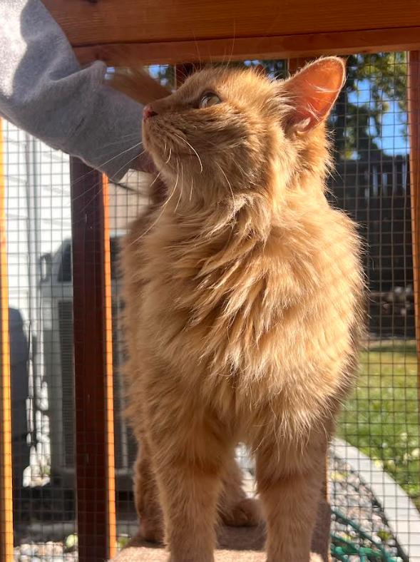 Clementine, a Adopted Domestic Long Hair in The Dalles, OR image 2/3