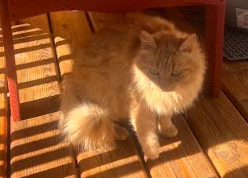 Clementine, a Adopted Domestic Long Hair in The Dalles, OR image 3/3