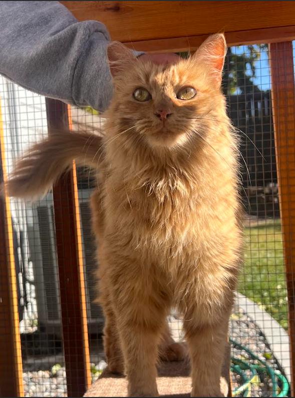 Clementine, Adopted, Young Female Domestic Long Hair.