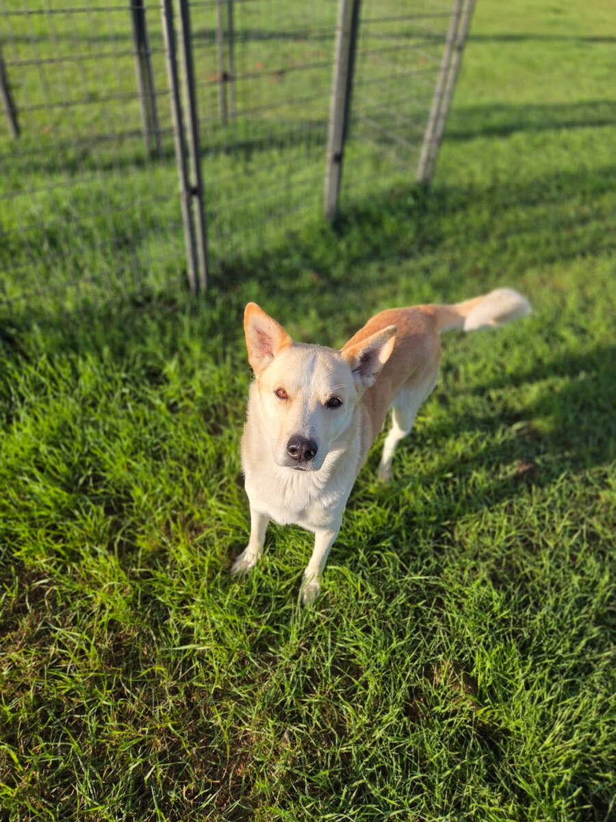 Nanaimo, Adoptable, Young Male German Shepherd Dog.