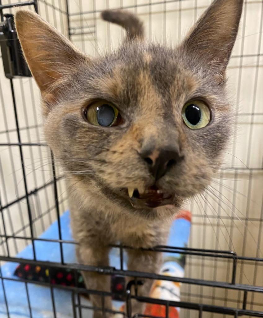 Enlarge Azora, a Adoptable mixed breed in Fall River, MA image 1/6