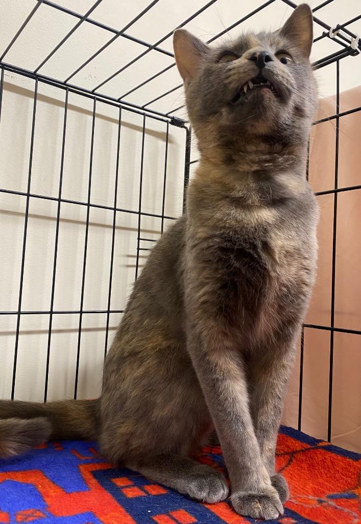 Enlarge Azora, a Adoptable mixed breed in Fall River, MA image 2/6