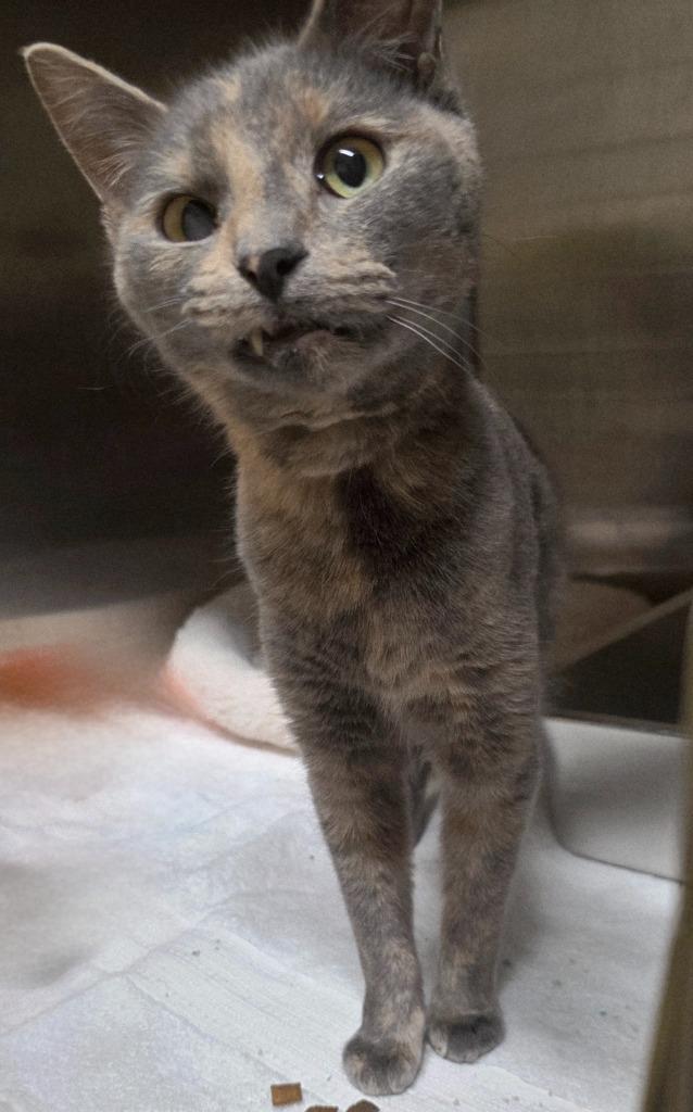 Enlarge Azora, a Adoptable mixed breed in Fall River, MA image 3/6