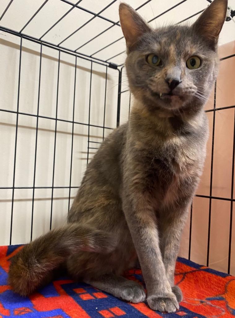 Enlarge Azora, a Adoptable mixed breed in Fall River, MA image 4/6