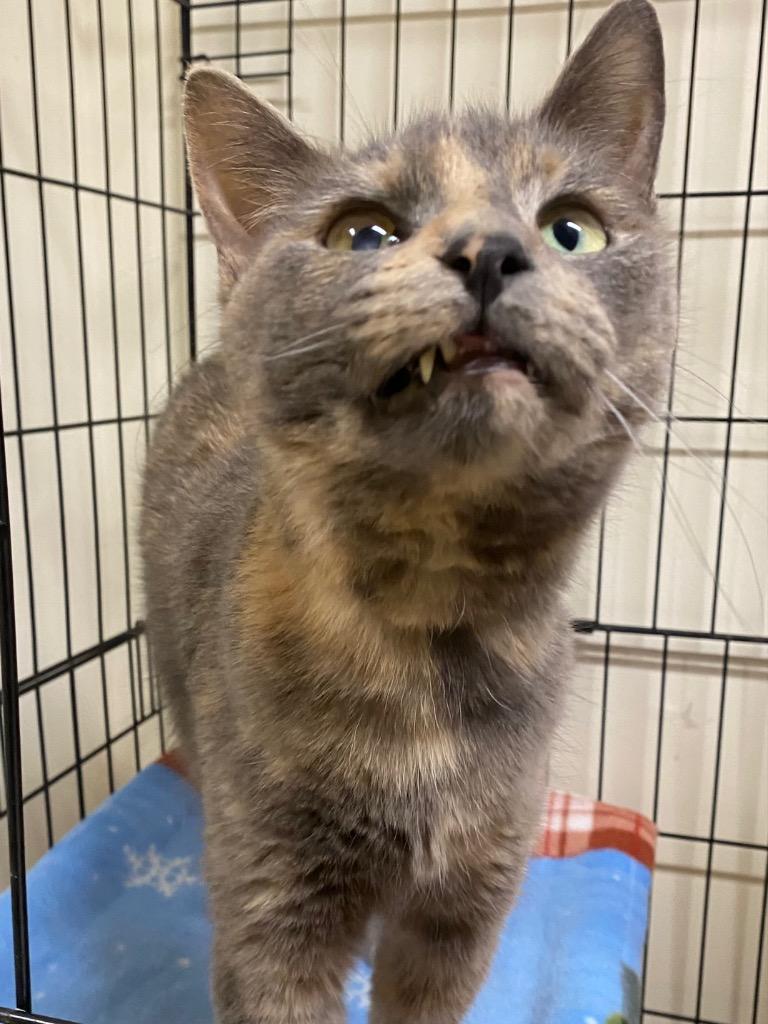 Enlarge Azora, a Adoptable mixed breed in Fall River, MA image 5/6