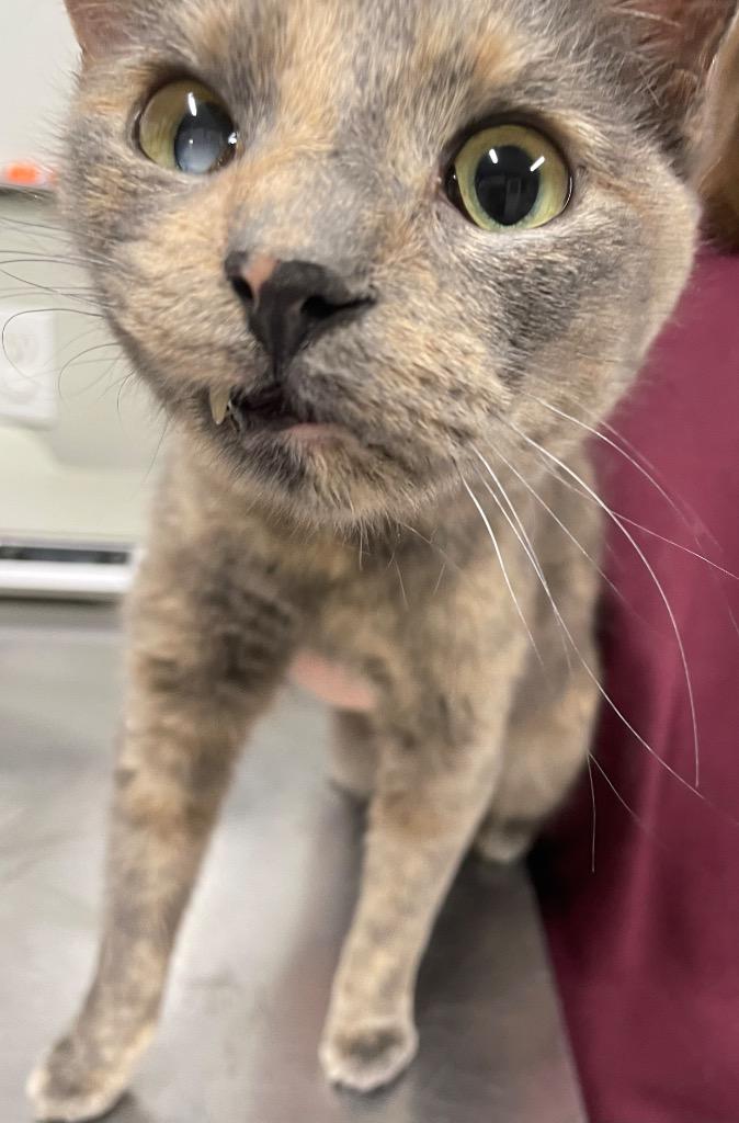 Enlarge Azora, a Adoptable mixed breed in Fall River, MA image 6/6