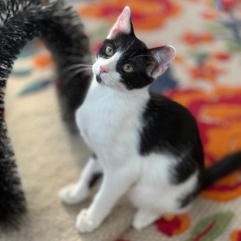 Draco Domestic Short Hair Cat