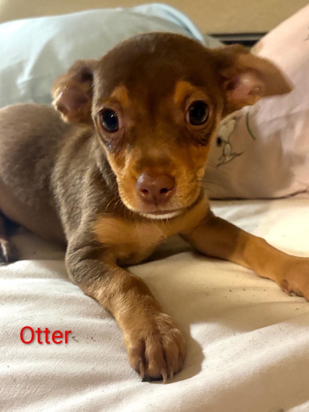 Enlarge Otter, a Adoptable mixed breed in Mary Esther, FL image 1/1