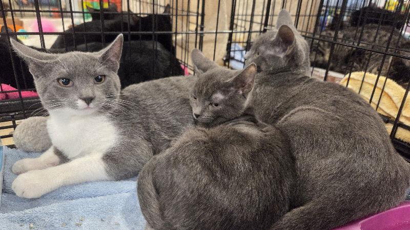 Windee, Adoptable, Young Female Domestic Short Hair.