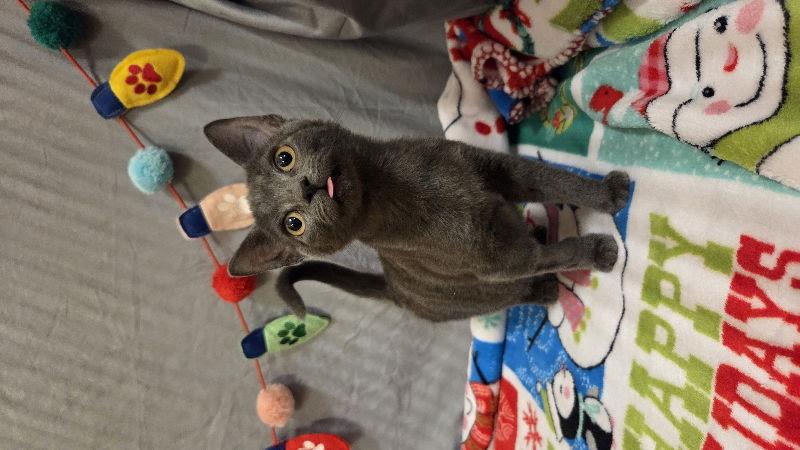 Windee, Adoptable, Young Female Domestic Short Hair.